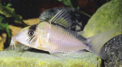 Corydoras sp. C52